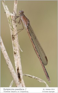 Sympecma paedisca, Männchen